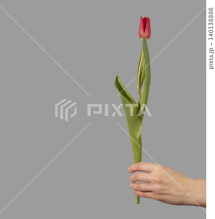 Hand holding red tulip with green leaves isolated on gray background. Fingers grip stem presenting flower in vertical position. Gift concept symbolizing love spring gesture and human Hand holding red tulip with green leaves isolated on gray background. Fingers grip stem presenting flower in vertical position. Gift concept symbolizing love spring gesture and human 140138886