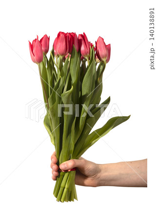 Hand holding bouquet of red tulips isolated on white background minimal. Flowers show fresh petals with stems gathered together in simple gesture. Floral concept representing care love and Hand holding bouquet of red tulips isolated on white background minimal. Flowers show fresh petals with stems gathered together in simple gesture. Floral concept representing care love and 140138891