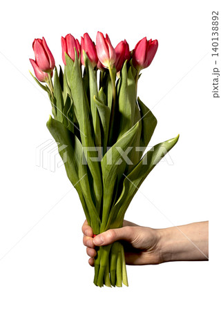 Hand holding bouquet of red tulips isolated on white background minimal composition. Flowers display vivid petals with stems gathered in simple position. Floral concept highlighting love Hand holding bouquet of red tulips isolated on white background minimal composition. Flowers display vivid petals with stems gathered in simple position. Floral concept highlighting love 140138892