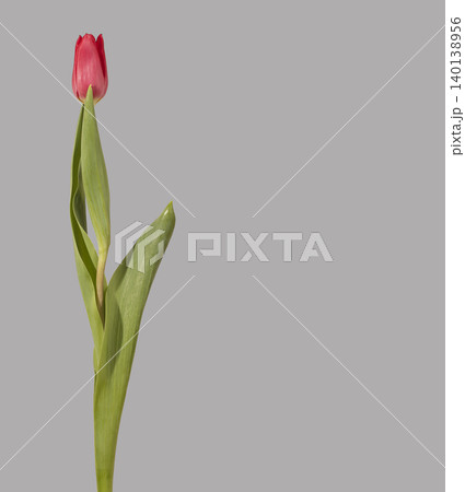 Red tulip with green leaves isolated on gray background minimal composition. Flower shows vertical stem and clear petal shape with soft curves. Botanical concept focusing on elegance Red tulip with green leaves isolated on gray background minimal composition. Flower shows vertical stem and clear petal shape with soft curves. Botanical concept focusing on elegance 140138956