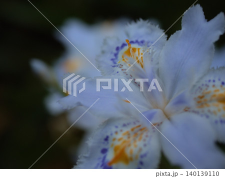 5月に美しく咲いた可憐なシャガの花 140139110