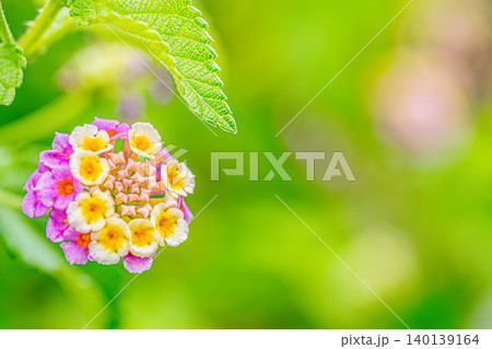 雨に濡れたランタナの花 雨に濡れたランタナの花 140139164