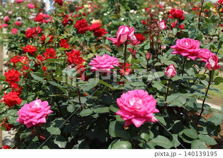 荒尾市 おもやい市民花壇 バラの花、 荒尾市 おもやい市民花壇 バラの花、 140139195