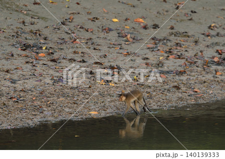 macaque : an adult macaque while sitting in a forest in Thailand. macaque : an adult macaque while sitting in a forest in Thailand. 140139333