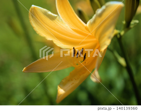 晴れた5月に美しく咲いた黄色いニッコウキスゲ(日光黄菅) 晴れた5月に美しく咲いた黄色いニッコウキスゲ(日光黄菅) 140139360