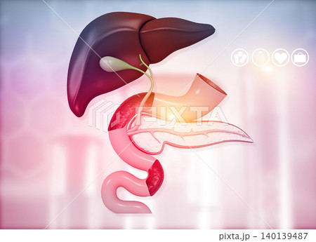 Anantomy of Liver  stomach  pancreas  gallbladder and spleen 140139487