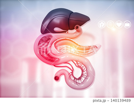 Anantomy of Liver stomach pancreas gallbladder and spleen Anantomy of Liver stomach pancreas gallbladder and spleen 140139489