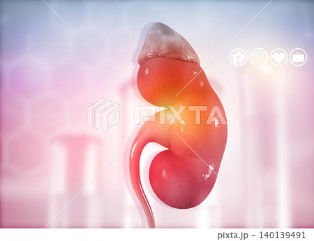 Human kidney Human kidney 140139491