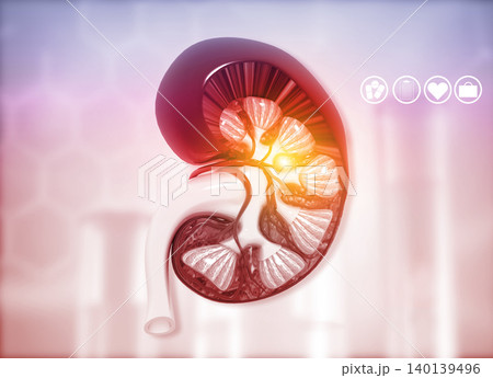 Human kidney cross section Human kidney cross section 140139496