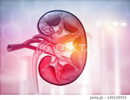 Human kidney cross section Human kidney cross section 140139501