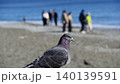 海を見つめる一羽の鳩 140139591