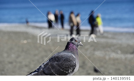 海を見つめる一羽の鳩 海を見つめる一羽の鳩 140139591