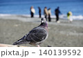 海を見ていたはずの鳩、こちらを見つめる 140139592