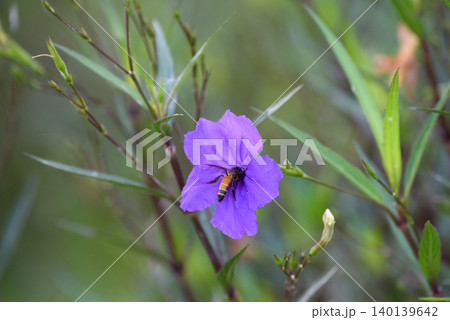 Purple flower (Ruellia brittoniana) on grass background.This plant very popular for garden design. 140139642