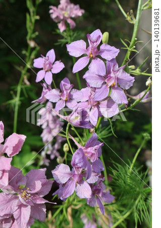 くすんだピンク色のラークスパーアールグレイの花 くすんだピンク色のラークスパーアールグレイの花 140139681