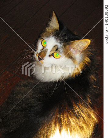 縞三毛猫のかわいい風景 縞三毛猫のかわいい風景 140139692