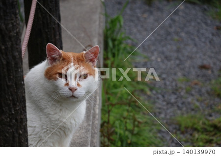 猫が覗いている風景 140139970