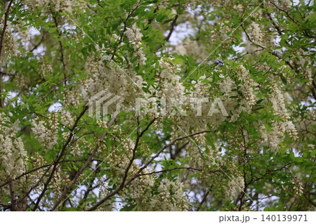 野生の緑の葉と白い花びらの藤の花の咲く木の風景 140139971