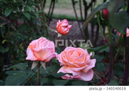 庭の花壇で咲くピンクの花びらの花音という薔薇の花の風景 140140019