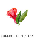 Red pomegranate flower with green foliage. Hand-drawn watercolor illustration of exotic plants and fruits, isolated. Suitable for stickers, summer decor, cards, packaging, and branding. 140140123