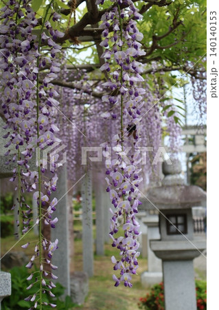 紫色の花びらの満開の藤の花と石灯籠のある神社の境内の風景 紫色の花びらの満開の藤の花と石灯籠のある神社の境内の風景 140140153