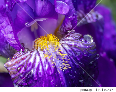 Macro Purple Iris Flower With Yellow Beard And Water Droplets Macro Purple Iris Flower With Yellow Beard And Water Droplets 140140237