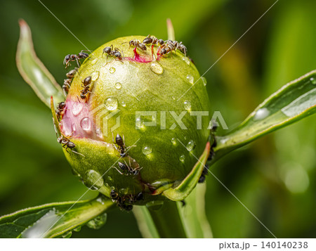 Macro shot Of busy Ants On peony Flower Bud 140140238