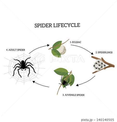 Spider life cycle infographic showing egg sac, spiderlings, juvenile spider, and adult spider connected with arrows. Educational biology illustration isolated on white background Spider life cycle infographic showing egg sac, spiderlings, juvenile spider, and adult spider connected with arrows. Educational biology illustration isolated on white background 140140505