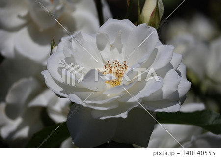白い花びらのシュネーヴィゥチェンというバラの花のアップの風景 白い花びらのシュネーヴィゥチェンというバラの花のアップの風景 140140555