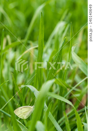 Vertical photo of natural environment with green tall grass, among foliage of which yellow-white butterfly is sitting. Blank with empty copy space for ecology, ecosystems, interaction between species Vertical photo of natural environment with green tall grass, among foliage of which yellow-white butterfly is sitting. Blank with empty copy space for ecology, ecosystems, interaction between species 140140649