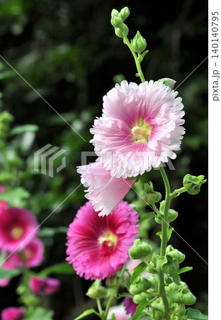 目立つ花 目立つ花 140140795