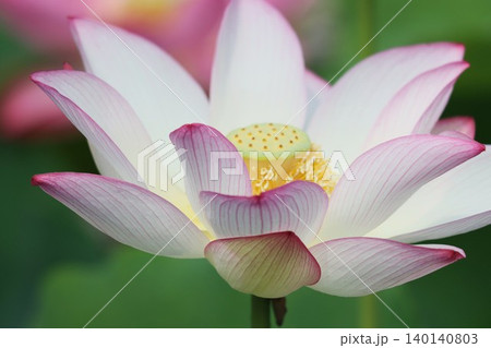 一茎に一花の気高さ蓮の花 140140803