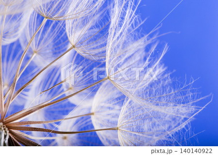 dandelion seeds close up blowing in blue background dandelion seeds close up blowing in blue background 140140922