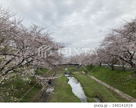 春の河川敷に咲く満開の桜の花 140141019