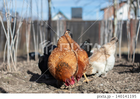 Chickens of various colors walk around the garden and peck at the grains. Chickens of various colors walk around the garden and peck at the grains. 140141195