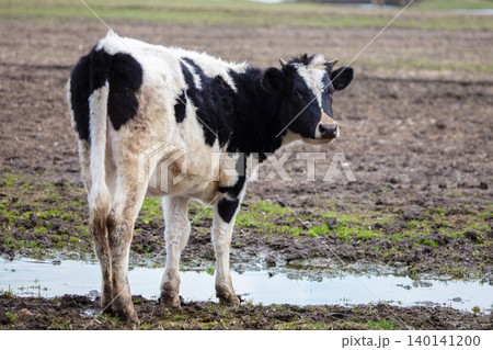 A black and white dirty cow stands in a field near a puddle. 140141200