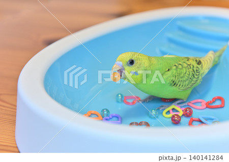 好奇心いっぱいのセキセイインコ『メロン』女の子です 好奇心いっぱいのセキセイインコ『メロン』女の子です 140141284