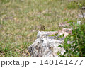 高旗山 140141477