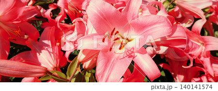 Blooming red lilies. Floral nature background 140141574