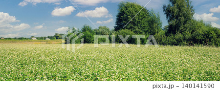 Buckwheat field against the blue sky. Rural landscape. Farmland in the summer. Nature in the countryside 140141590