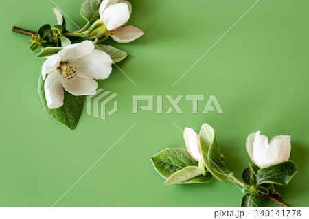 Top view white quince blooms on pastel green background Top view white quince blooms on pastel green background 140141778