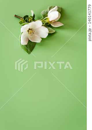 Top view spring quince branches with green background 140141779