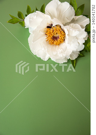 Large white peony flower with empty green copy space 140141782