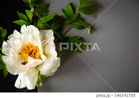 Beautiful white peony flower with copy space on gray backdrop Beautiful white peony flower with copy space on gray backdrop 140141785