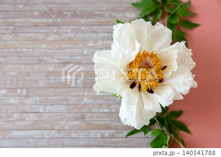 Beautiful white peony flower with pastel pink background Beautiful white peony flower with pastel pink background 140141788