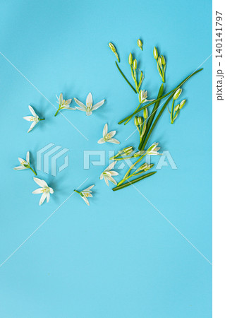 Minimal floral arrangement with delicate white blossoms on pastel blue backdrop Minimal floral arrangement with delicate white blossoms on pastel blue backdrop 140141797
