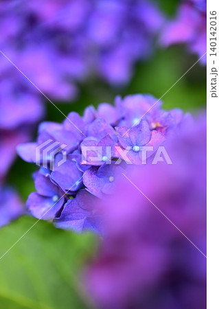 紫の紫陽花 140142016