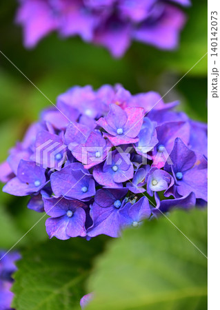 鮮やかな紫陽花 鮮やかな紫陽花 140142073