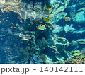 アクアリウム　黄色い魚 140142111