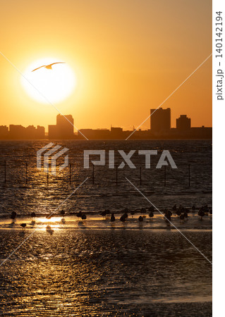 黄金色の夕日に輝く干潟と水鳥の群れ・都市シルエット 黄金色の夕日に輝く干潟と水鳥の群れ・都市シルエット 140142194